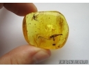 Rare Ant, Leaf and Fly in Baltic amber #5196