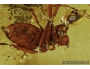 Rare Ant, Leaf and Fly in Baltic amber #5196