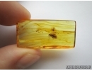 Lepidoptera, Moth in Baltic amber #5199