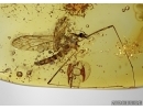 RARE LIMONIIDAE, Dicranomyia, Crane Fly in Baltic Amber #5210