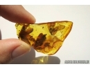 5 Termites, ISOPTERA in Baltic amber #5224