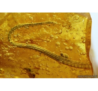 Extremely rare LIZARD TAIL, REPTILIA in Baltic amber #5225