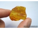 Extremely rare LIZARD TAIL, REPTILIA in Baltic amber #5225