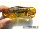 Very rare, big 30mm! Wings of Dragonfly, Odonata in Big 40g Baltic amber stone #5226