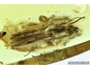 Skin beetle, Dermestidae and Wasp in BALTIC AMBER #5229