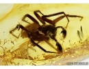 BIG Spider, Araneae in Baltic amber#5236