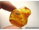 BUD in Baltic amber #5240