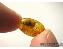 BUD in Baltic amber #5241