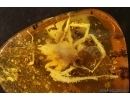 Araneae, Big 15mm! Spider in Baltic amber #5265