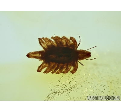 Rare Coccid, Ortheziidae in Baltic Amber #5267
