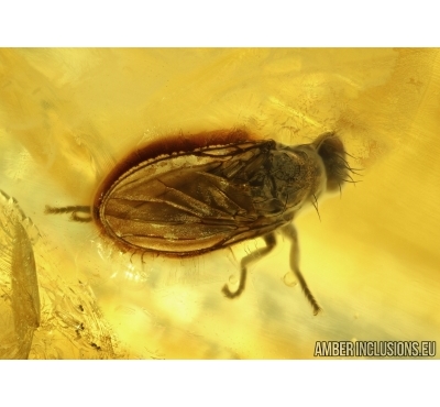 Phoridae, Scuttle Fly, Ant and More in big 95g Baltic amber 5288
