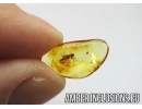 Lygistorrhinidae Fungus Gnat in Baltic amber #5289