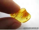 THYSANOPTERA, Thrip in Baltic amber #5298