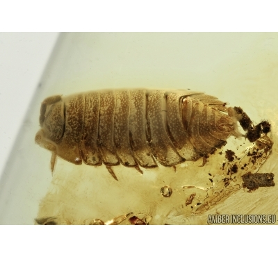 Isopoda, Woodlice in Baltic amber #5343