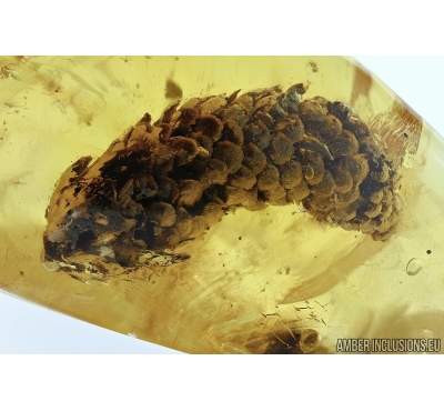 Pinaceae, Great Big Pine Cone 18mm! in Baltic amber #5345