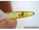 Blattaria, Cockroach in Baltic amber #5360