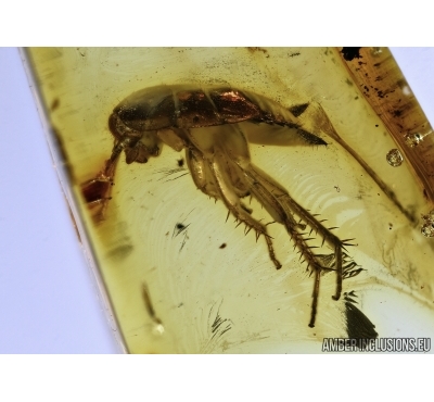 Blattaria, Cockroach in Baltic amber #5360
