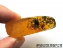 Blattaria, Cockroach in Baltic amber #5361