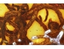 Nice lichen. Fossil inclusion in Baltic amber #5394