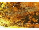 Aves, Very rare Feathers. Fossil inclusions in Big Baltic amber stone #5397