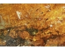 Aves, Very rare Feathers. Fossil inclusions in Big Baltic amber stone #5397