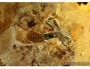 Many Woodlouse Isopoda, Pseudoscorpion, 2 Bristletails, Springtail, 2 Beetles Anamorphidae and Pselaphinae and More. Fossil inclusions in Ukrainian Rovno amber #5404R