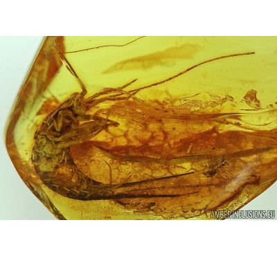 BRISTLETAIL, ARCHAEOGNATHA. Fossil insect in Baltic amber #5423