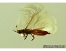 THYSANOPTERA, Thrips. Fossil insect in Baltic amber #5427