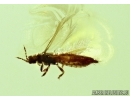 THYSANOPTERA, Thrips. Fossil insect in Baltic amber #5427