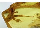 Big 16mm Cricket Orthoptera. Fossil insect in Baltic amber #5432