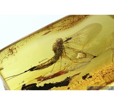 Ephemeroptera, Mayfly. Fossil insect in Baltic amber #5433
