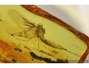 Ephemeroptera, Mayfly. Fossil insect in Baltic amber #5433