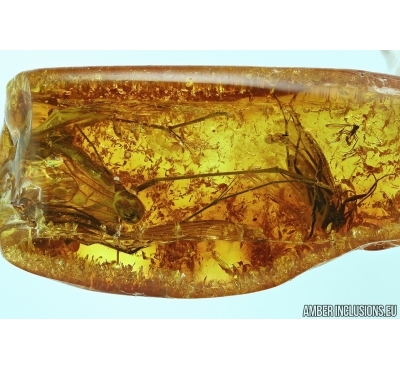 Scorpionfly, Mecoptera, Bittacidae and Caddisfly, Trichoptera in BALTIC AMBER #5450