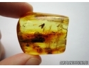 Lepidoptera, Moth. Fossil insect in Baltic amber #5455