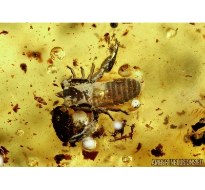 Pseudoscorpion and flies. Fossil inclusions in Baltic amber #5461