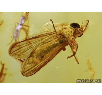 Syrphidae Hover Fly, Lepidoptera Moth and More. Fossil insects in Baltic amber #5462