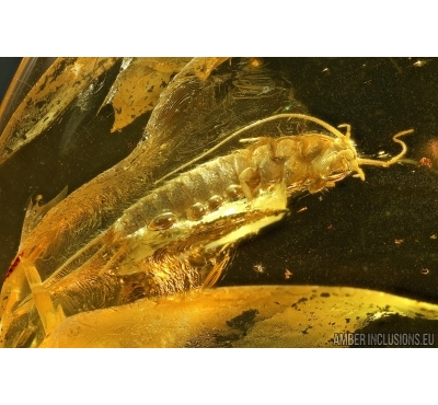 Silverfish, Thysanura. Fossil inclusion in Baltic amber #5463