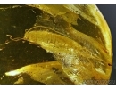 Silverfish, Thysanura. Fossil inclusion in Baltic amber #5463