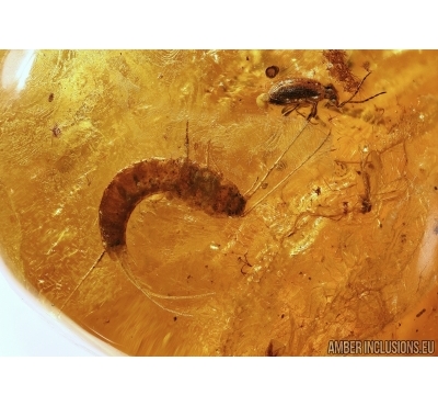 Silverfish Thysanura, Spider Beetle Ptinidae and Fly. Fossil inclusions in Big Baltic amber stone #5464