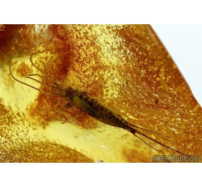 BRISTLETAIL, ARCHAEOGNATHA and Beetle Ptinidae. Fossil insect in Baltic amber #5465