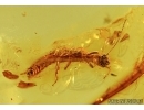 RARE WEBSPINNER EMBIOPTERA. Fossil  Inclusion in BALTIC AMBER #5467