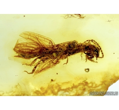 EXTREMELY RARE WINGED WEBSPINNER, EMBIOPTERA. Fossil Inclusion in BALTIC AMBER #5468