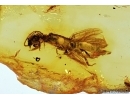 EXTREMELY RARE WINGED WEBSPINNER, EMBIOPTERA. Fossil Inclusion in BALTIC AMBER #5468