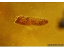 Extremely Rare Action: Mayfly Ephemeroptera with Mite! Acari and Two-winged larva. Fossil insects in Baltic amber #5487