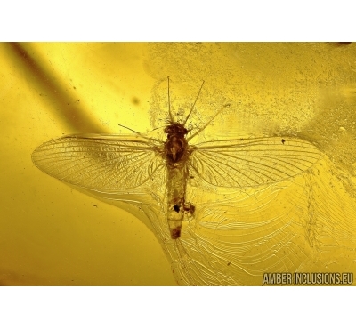 Extremely Rare Action: Mayfly Ephemeroptera with Mite! Acari and Two-winged larva. Fossil insects in Baltic amber #5487