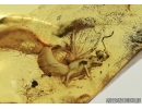Extremely rare adult winged Earwig, Dermaptera. Fossil insect in Baltic amber #5494