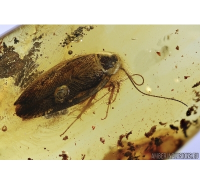 Blattaria, Cockroach. Fossil insect in Baltic amber #5495