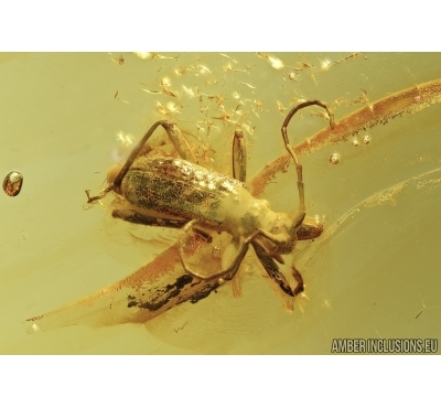 Cerambycidae, Longhorn Beetle and Collembola, Springtail. Fossil inclusions in Baltic amber #5502