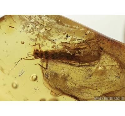 AQUATIC STONEFLY, Plecoptera and Quartz grains in BALTIC AMBER #5516