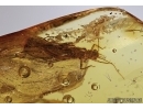 AQUATIC STONEFLY, Plecoptera and Quartz grains in BALTIC AMBER #5516